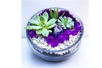 Plant Nite: Purple Majesty Amethyst Terrarium